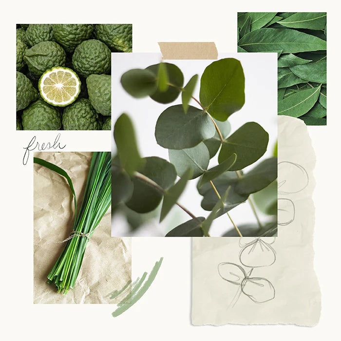 Thymes Eucalyptus Poured Candle